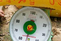 Nông dân Cần Thơ lãi đậm với lúa ST25