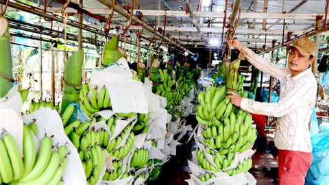 Xuất khẩu nông sản sang Trung Quốc: Nguy cơ ách tắc nặng hơn?