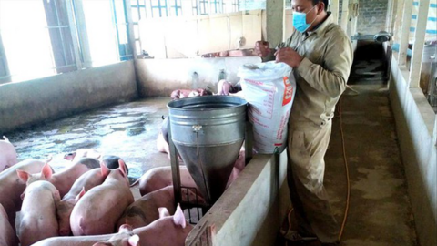 Giá thức ăn chăn nuôi tăng cao, người nuôi lỗ nặng