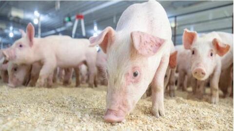Ngành nuôi lợn ở Trung Quốc lao đao vì giá thức ăn chăn nuôi cao mà nhu cầu thịt  lợn lại giảm