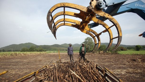 Nối gót Ấn Độ, một cường quốc nông sản khác bất ngờ kiểm soát xuất khẩu đường, là nhà cung cấp lớn thứ 2 thế giới