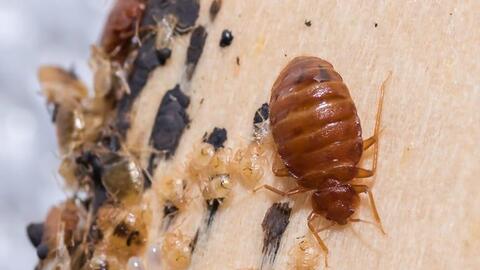 Seoul chao đảo vì "đại dịch rệp hút máu": Đi tàu điện ngầm thành nỗi sợ, mua hàng online không dám mở vì ám ảnh