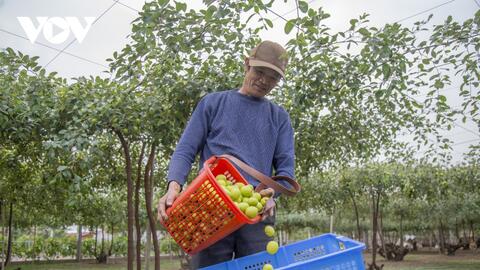 Thăm vườn táo muối đặc sản được "săn lùng" dịp Tết ở Hải Phòng