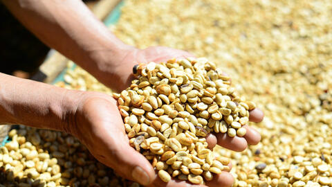 Giá cà phê Robusta tăng hơn 3% lên mức 3.814 USD/tấn