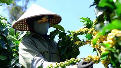 Giá cà phê hôm nay 18/8/2025:  Trong nước lặng sóng, ổn định ở mức cao