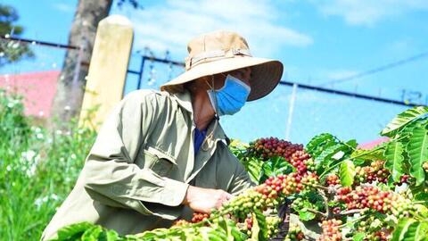 Giá cà phê Robusta tăng hơn 2,8% lên mức 4.430 USD/tấn