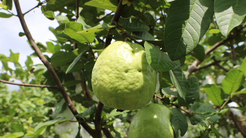 Nỗ lực xây dựng thương hiệu ổi Linh Sơn