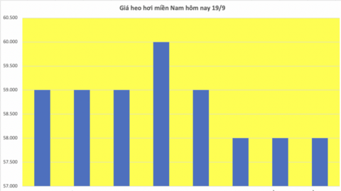 Giá heo hơi hôm nay 19/9/2025: Giảm nhẹ ở miền Bắc và miền Nam