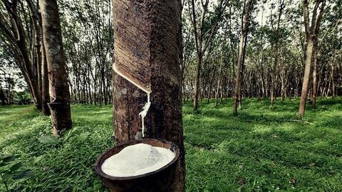 Thanh khoản suy yếu, giá cao su RSS3 đi ngang  quanh mốc 2.110 USD/tấn