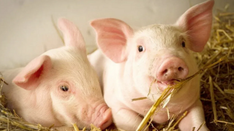 Giá heo hơi hôm nay 21/1/2026: Tiếp đà tăng, lập 'đỉnh' mới