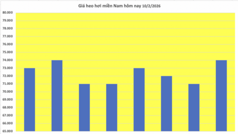 Giá heo hơi hôm nay 10/2/2026: Tiếp đà giảm diện rộng
