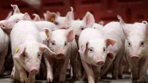 Giá heo hơi hôm nay 13/2/2026: Thị trường trầm lắng