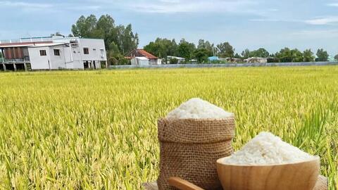 Giá lúa gạo hôm nay ngày 19/3/2026: Gạo xuất khẩu OM 5451 tiếp đà giảm