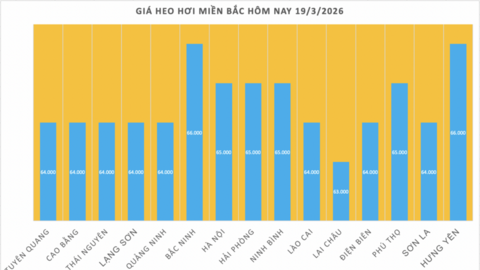 Giá heo hơi hôm nay 19/3/2026: Tăng đồng loạt từ 1.000 - 2.000 đồng/kg
