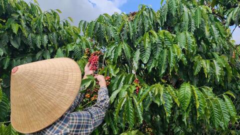 Giá cà phê hôm nay 01/4/2026: Bất ngờ lao dốc, giảm đến 4.800 đồng/kg