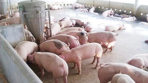 Giá heo hơi hôm nay 16/5/2026: Miền Nam giữ đỉnh 71.000 đồng/kg