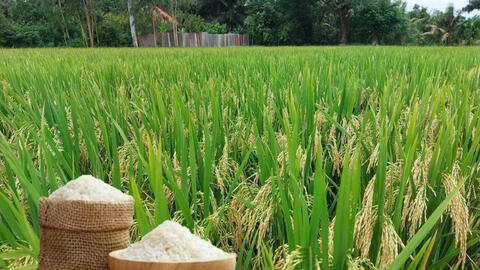 Giá lúa gạo hôm nay ngày 5/8/2026: Lúa tươi đồng loạt tăng nhẹ