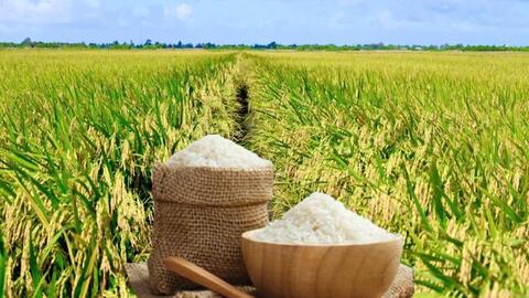 Giá lúa gạo hôm nay ngày 6/8/2026: Gạo xuất khẩu biến động trái chiều