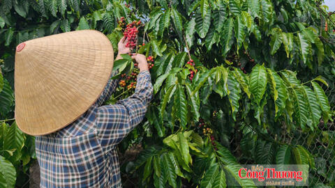 Giá cà phê hôm nay 7/9/2026: Cao nhất 94.700 đồng/kg