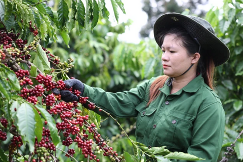 Giá cà phê Việt Nam và thế giới: Robusta – Arabica khác biệt ra sao?