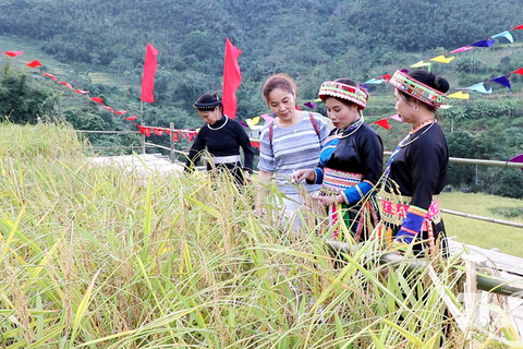 Nếp Tài Thượng Minh: Hạt ngọc núi rừng của người Dao Quế Lâm