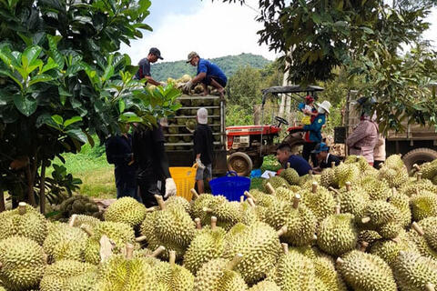 Sầu riêng Ea Knuêc: Xây dựng thương hiệu, vươn ra thị trường số