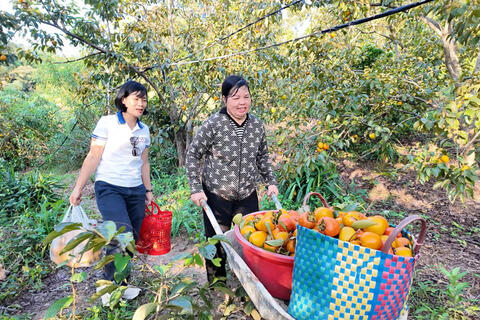 Người dân trên đảo Cô Tô làm giàu từ chăn nuôi, trồng trọt