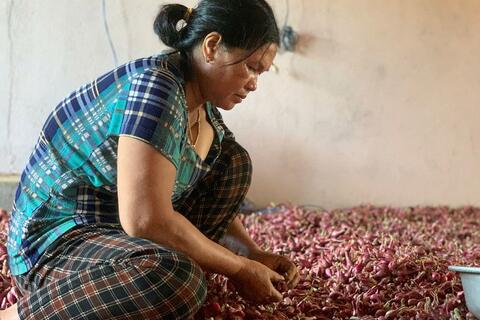 Nông dân đặc khu Lý Sơn tất bật thu hoạch hành chạy bão