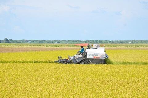 Đề án 1 triệu héc ta lúa chất lượng cao tìm cách làm khác biệt để phát triển