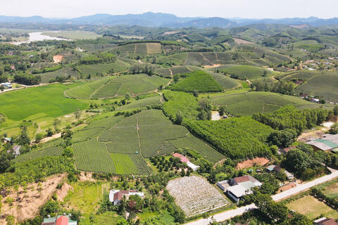 Nông dân xứ Nghệ hái 'quả ngọt' nhờ trồng cây chè chát