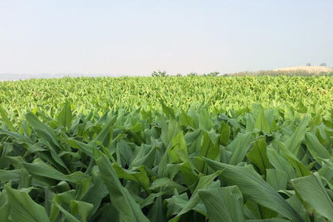 Phát triển nghệ thành sản phẩm dược liệu chủ lực theo chuỗi giá trị