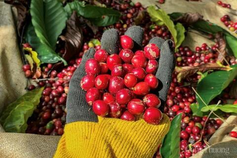 Hạt cà phê Việt và giấc mơ chinh phục thị trường Mỹ