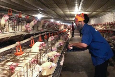 Nông dân Nghệ An kiếm tiền tỷ nhờ nuôi gà trong 'chuồng lạnh'