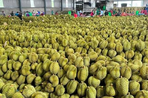 Xuất khẩu sầu riêng thông suốt trở lại, sự cố “Vàng O” chỉ cục bộ