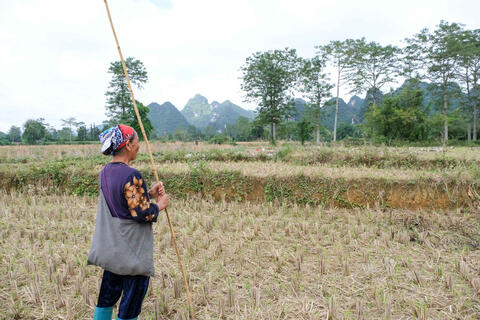 Nâng cao đời sống nhờ nuôi vịt chạy đồng ở Cao Bằng