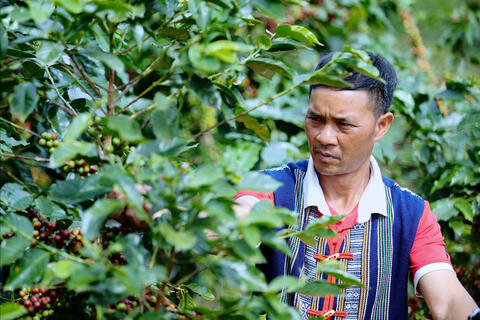 Đồng bào K’Ho gây dựng thương hiệu cà phê OCOP bên sườn núi Chư Mui