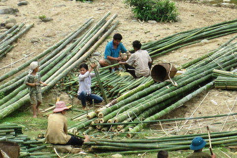 ‘Cây giảm nghèo' lên giá, rừng vùng biên Thanh Hóa phấn khởi vào vụ cuối năm