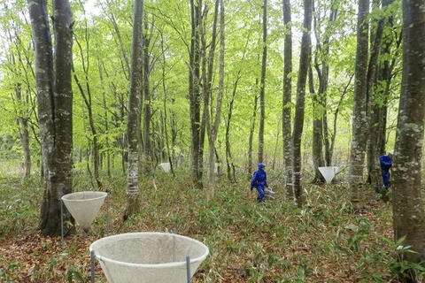 Nhật Bản phát hiện dấu hiệu gấu tiếp cận khu dân cư tăng vọt