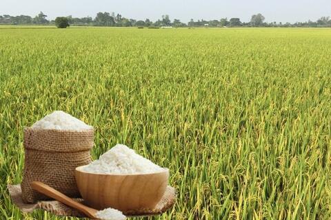 Giá lúa gạo hôm nay ngày 15/12: Nguồn cung ít, giá bình ổn