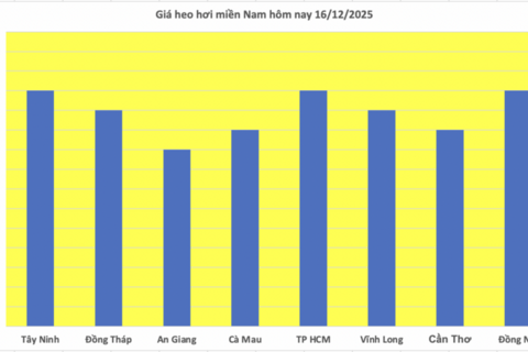 Giá heo hơi hôm nay 16/12/2025: Miền Trung tăng đến 4.000 đồng/kg