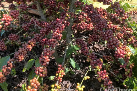 Giá cà phê thế giới tăng vọt khi tồn kho toàn cầu rơi xuống vùng đáy