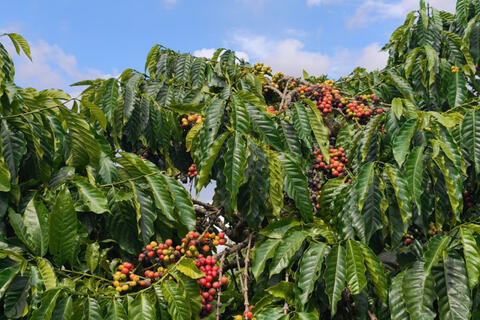 Giá cà phê hôm nay 8/1/2026: Tăng thêm 1.000 đồng/kg