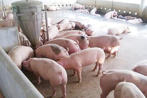 Giá heo hơi hôm nay 14/1/2026: Miền Bắc lập đỉnh mới 76.000 đồng/kg