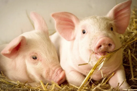 Giá heo hơi hôm nay 21/1/2026: Tiếp đà tăng, lập 'đỉnh' mới