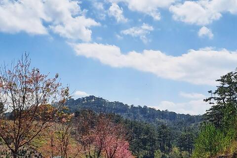 Cung đường ngắm mai anh đào nở rộ gần Đà Lạt