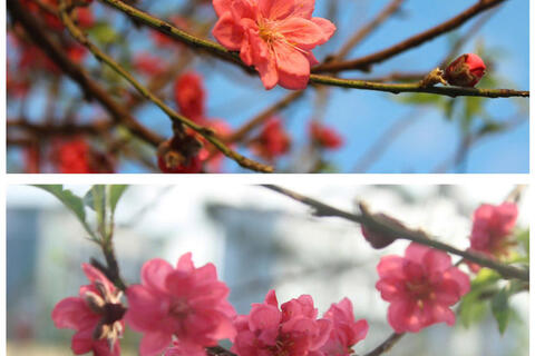 Hà Tĩnh: Đào thế lạ, bưởi 'khủng' tấp nập xuống phố đón Tết