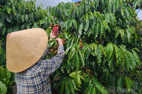 Giá cà phê hôm nay 01/4/2026: Bất ngờ lao dốc, giảm đến 4.800 đồng/kg