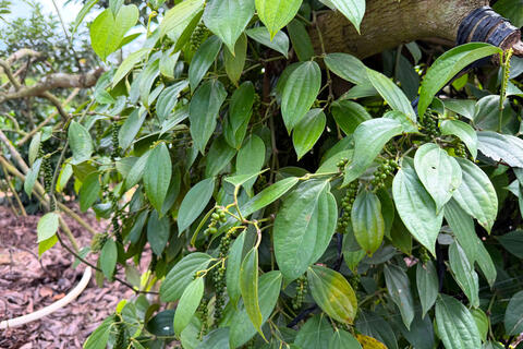 Giá tiêu hôm nay 2/4/2026: Dao động từ 138.000 - 139.000 đồng/kg