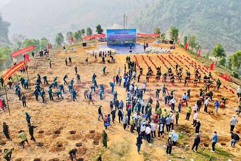 Điện Biên đồng loạt ra quân trồng 12.000ha mắc ca, cà phê