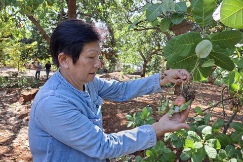 Trồng điều hữu cơ ở Đồng Nai: Chi phí thấp nhưng đầu ra thiếu ổn định